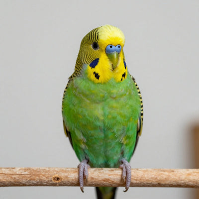 Budgie