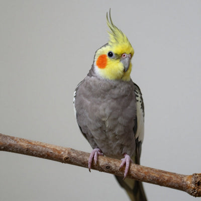 Cockatiel