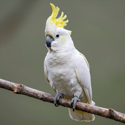Cockatoo