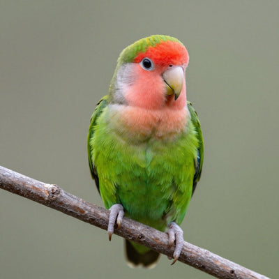 Lovebird