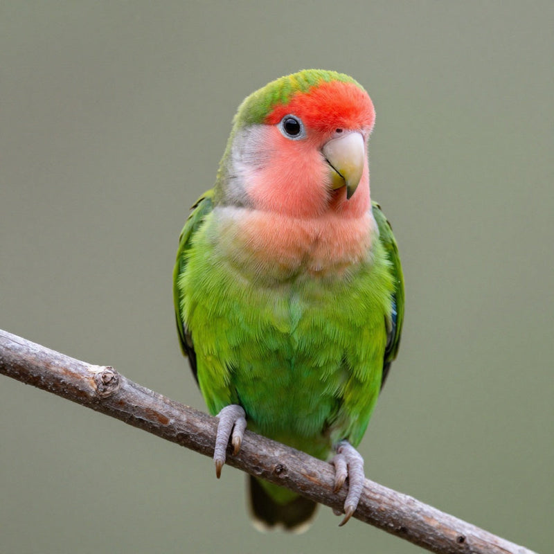 Lovebird